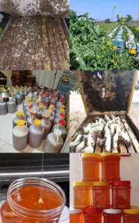 عسل به شرط تست کیفیت