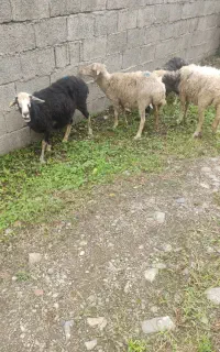 فروش دام محلی