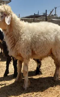 شیشک قوچ.بره نروماده.میش .ارسنجان