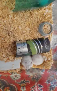 همستر نژاد کمپل کوتوله