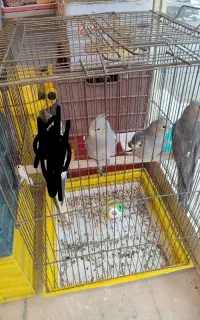 عروس هلندی ۴ ماهه