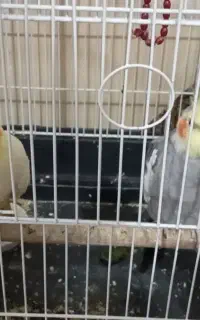 عروس هلندی