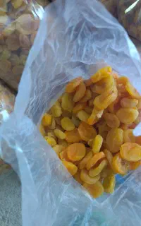 قیصی