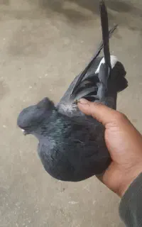 سیاه نر ی لشکه دم سفید