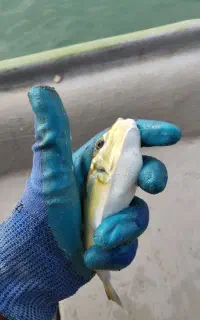 ماهی زینتی پافر ( گارگپ) مخصوص آکواریوم آب شور