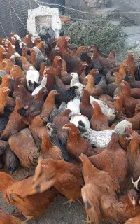جوجه مرغ بومی