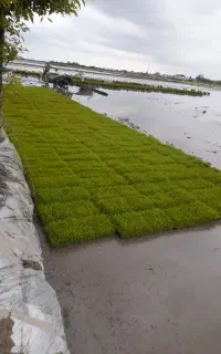 فروش تیم درجه یک دستگاهی 211 سبد بابل