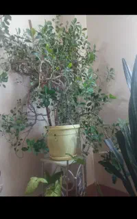 گل طبیعی