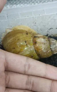 فروش و معاوضه تعدادی حلزون