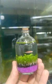 تراریوم چمن شده ماهی زبرا (چمن مونت کارلو)