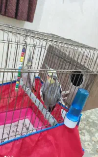 جفت عروس هلندی
