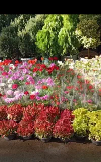 خدمات گلکاری باغبانی کاشت گل و گیاه  انجام میشود