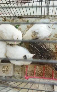 حراج بلدرچین تخمگذار۳۰روزه و ۵۰روزه.فقط ۱۳۰ تومن