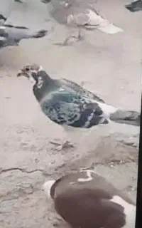 کبوتر باختی
