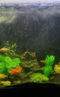 آکواریم شیشه خم شرکتی