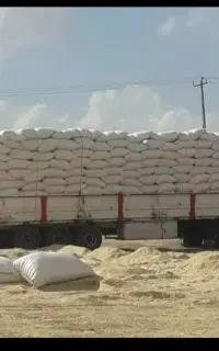 کاه دیم