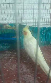 طوطی عروس  ۲ ساله بازیگوش دستی رام
