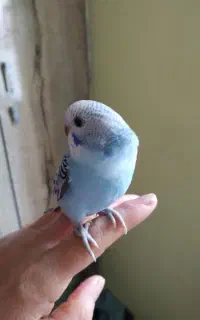 فروش مرغ عشق
