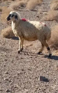 میش آبستن جوان شیره دار