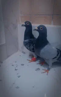 کفتر پلاکی مسابقه ای جوون