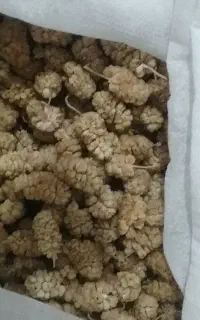 توت خشک