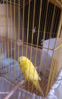 مرغ عشق انگلیسی