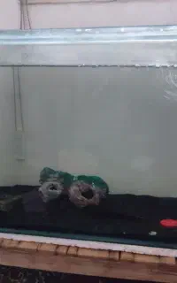 آکواریوم شیشه خم 80 سانت به همراه ماهی چانا