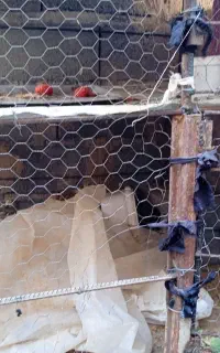 قفس دو طبقه