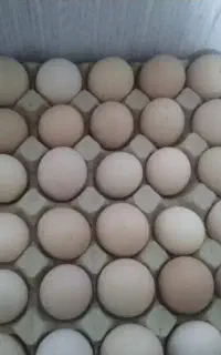 تخم مرغ محلی