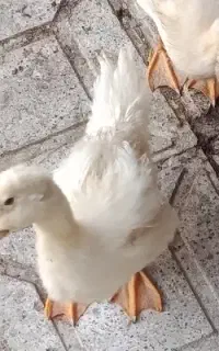 دو اوردک نر و ماده چهار ماهه هستند