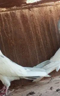 کبوتر تیدی کله الماسی