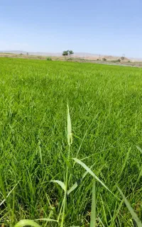 فروش نشا برنج علی کاظمی