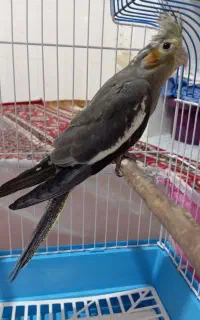 جوجه عروس سینامون