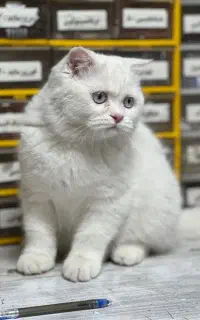 گربه اسکاتیش