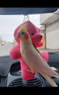 گمشده
