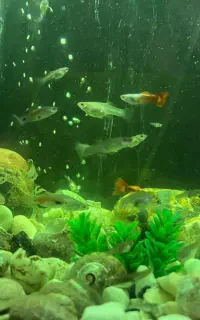 ماهی گوپی دونه ای ۲۰۰۰۰