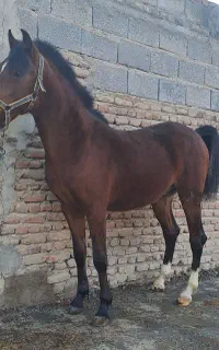 کره نریان ۲۲ ماهه