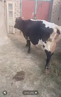 گاو ۲شکم زاییده ۱۷کیلو شیر