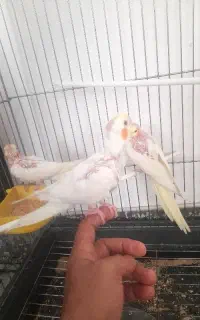 جوجه عروس لوتینو