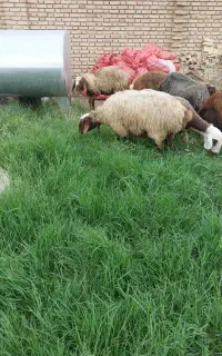 معاوضه گوسفند یک شکم جوان سالم