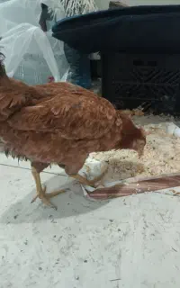 مرغ