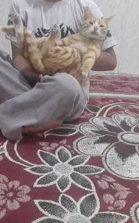 گربه پت