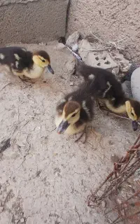 جوجه اردک اسرائیلی