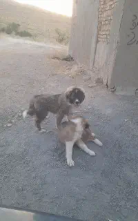 واگذاری توله سگ قفقازی