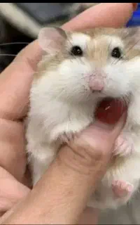 همسترهای مینیاتوری نژاددار و بندانگشتی وارداتی