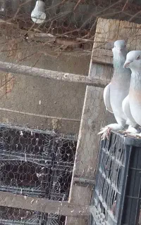 کبوتر  ترکیه اصل صدای بال   کبوتر پاپر کاشانی طوقی