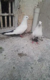 کبوتر معاوضه