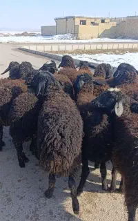 گوسفند جوان گوشتی چاق و چله و بزغاله