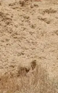کاه گندم فروشی