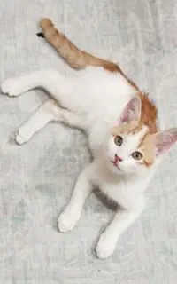 واگذاری بچه گربه همراه با وسایل